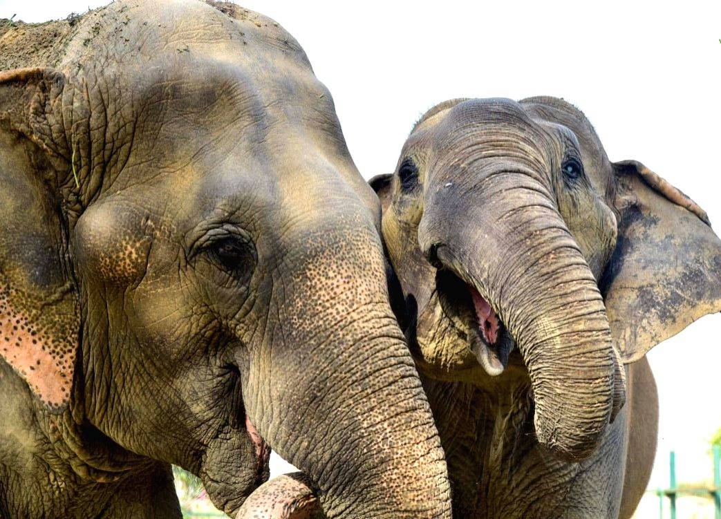 6 elephants killed in 14 months in Tanzania's Ruaha National Park - Vimarsana News