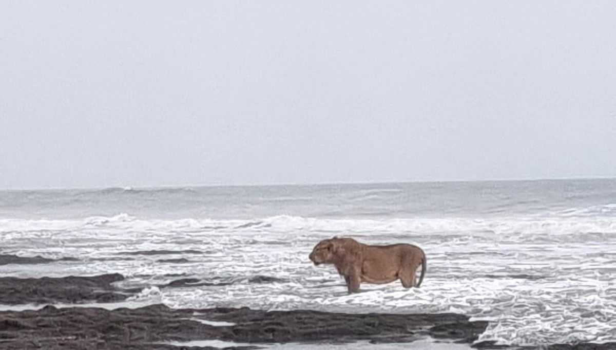Asiatic lion's seaside stroll in Junagadh captured in lens; pic goes viral - Vimarsana News