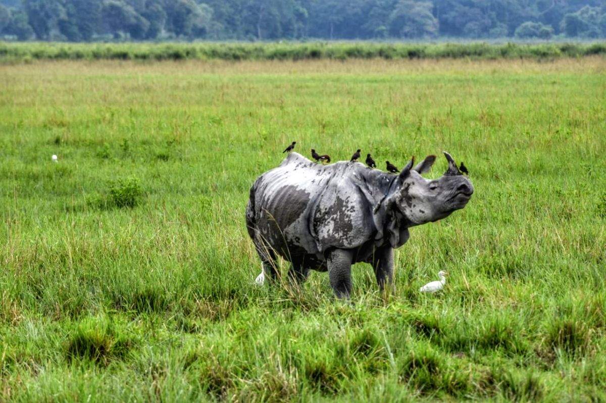Pilibhit Tiger Reserve to lure rhinos from Nepal - Vimarsana News