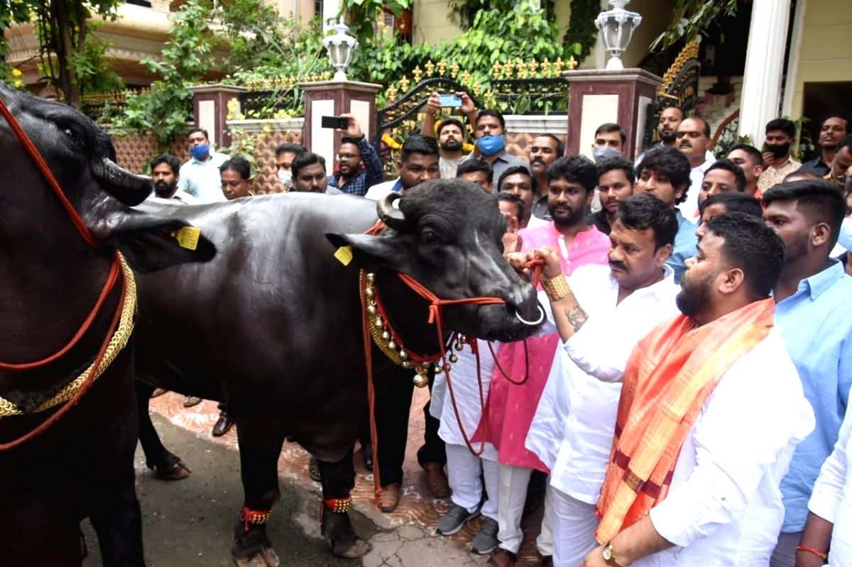 'Baahubali', 'Shahrukh' hog limelight at Hyderabad's buffalo carnival - Vimarsana News