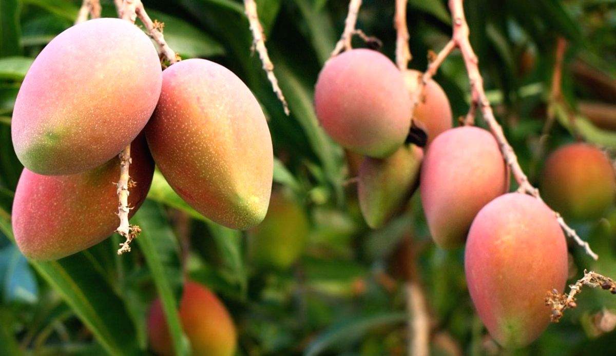 Adverse weather conditions may hit mango crops in UP: Experts - Vimarsana News
