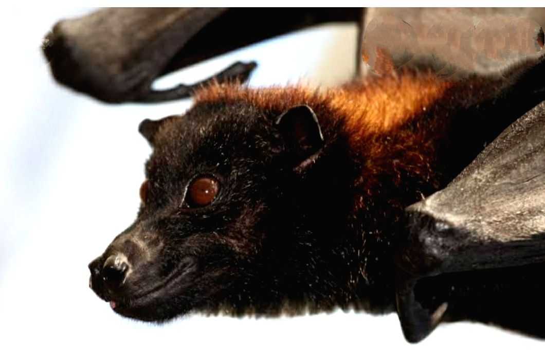 Newly discovered bat protein may help fight inflammation, ageing in humans - Vimarsana News