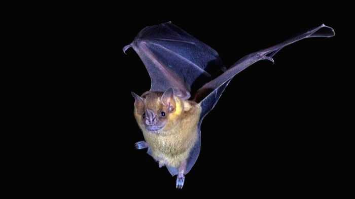 Bat genes may play vital role in beating Covid, cancer: Study - Vimarsana News