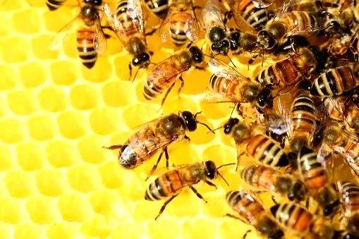 IAF man dies in honeybee attack in Bihar's Muzaffarpur - Vimarsana News