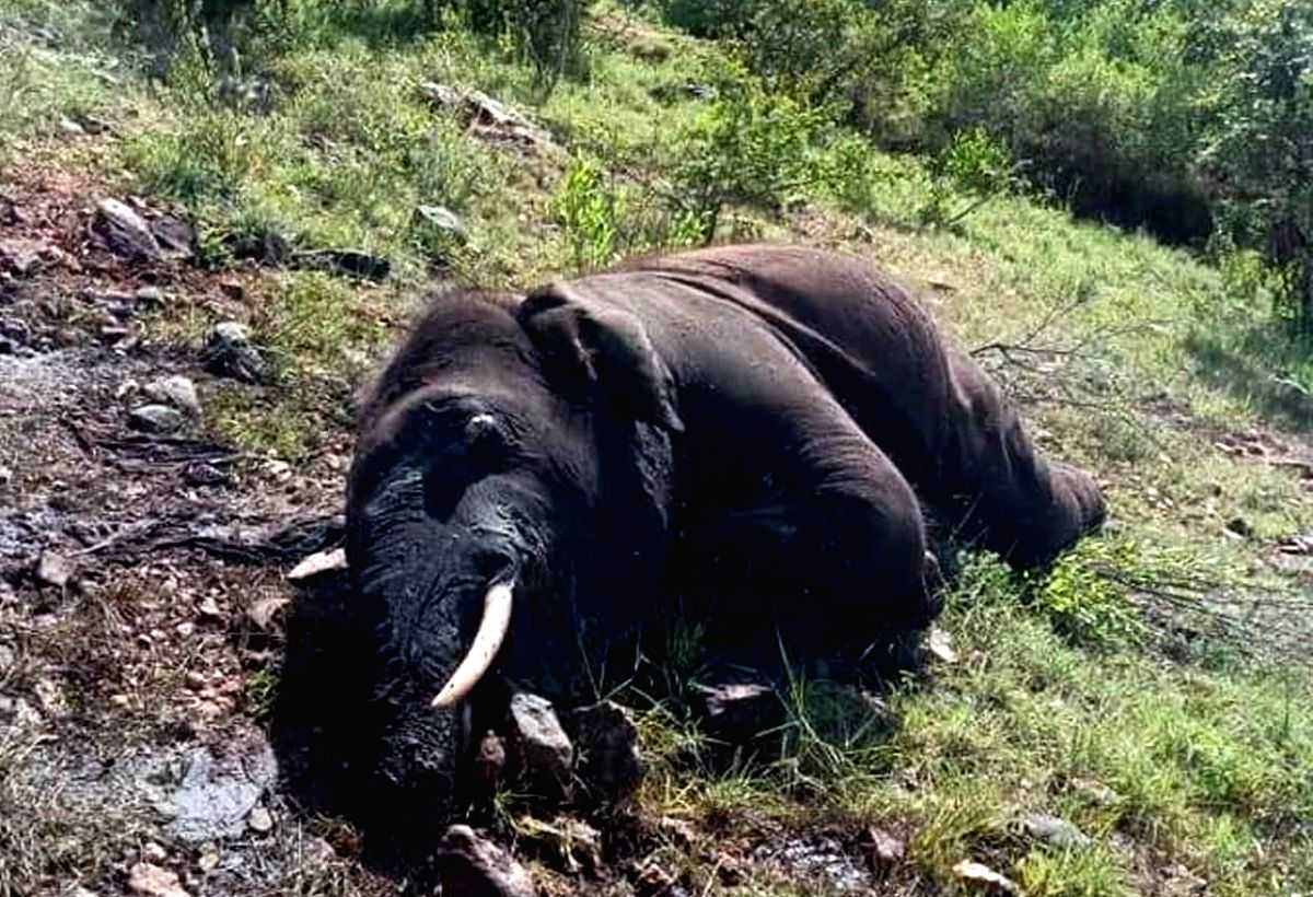 Five elephants die in Odisha forest in last 2 weeks - Vimarsana News