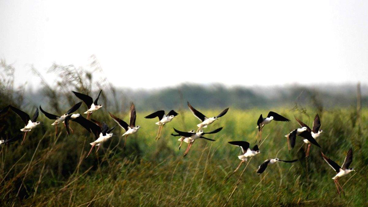 Birders eagerly await Big Bird Day on Sunday - Vimarsana News