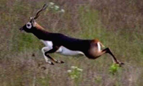 TN expert panel rejects proposal for mining license to protect endangered blackbucks - Vimarsana News