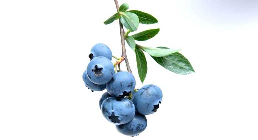 Blueberries: The antioxidant powerhouse for brain health - Vimarsana News