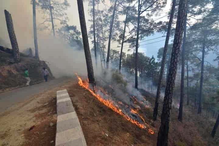 Braving forest fires of Himachal - the inspiring story of Raveena Chauhan - Vimarsana News