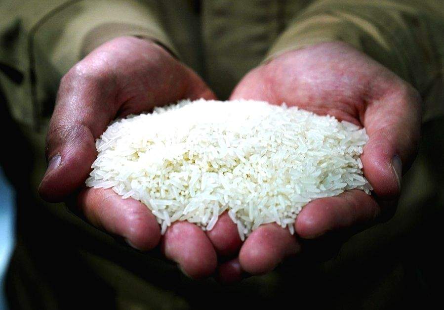 Puducherry scientists develop flood-resistant rice variety - Vimarsana News