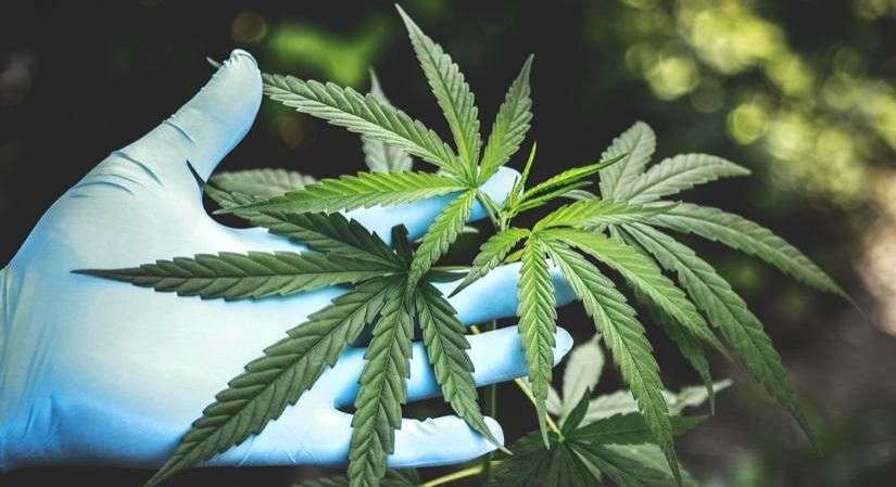 Maternal exposure to cannabis raises diabetes risk in children - Vimarsana News