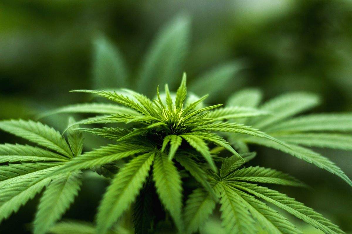 Himachal mulling to legalise hemp cultivation to boost economy - Vimarsana News
