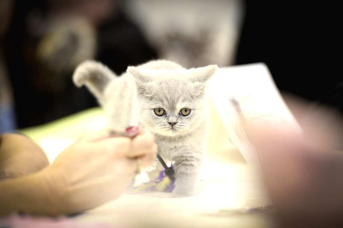 Cats can transmit Covid-19, reveals study - Vimarsana News