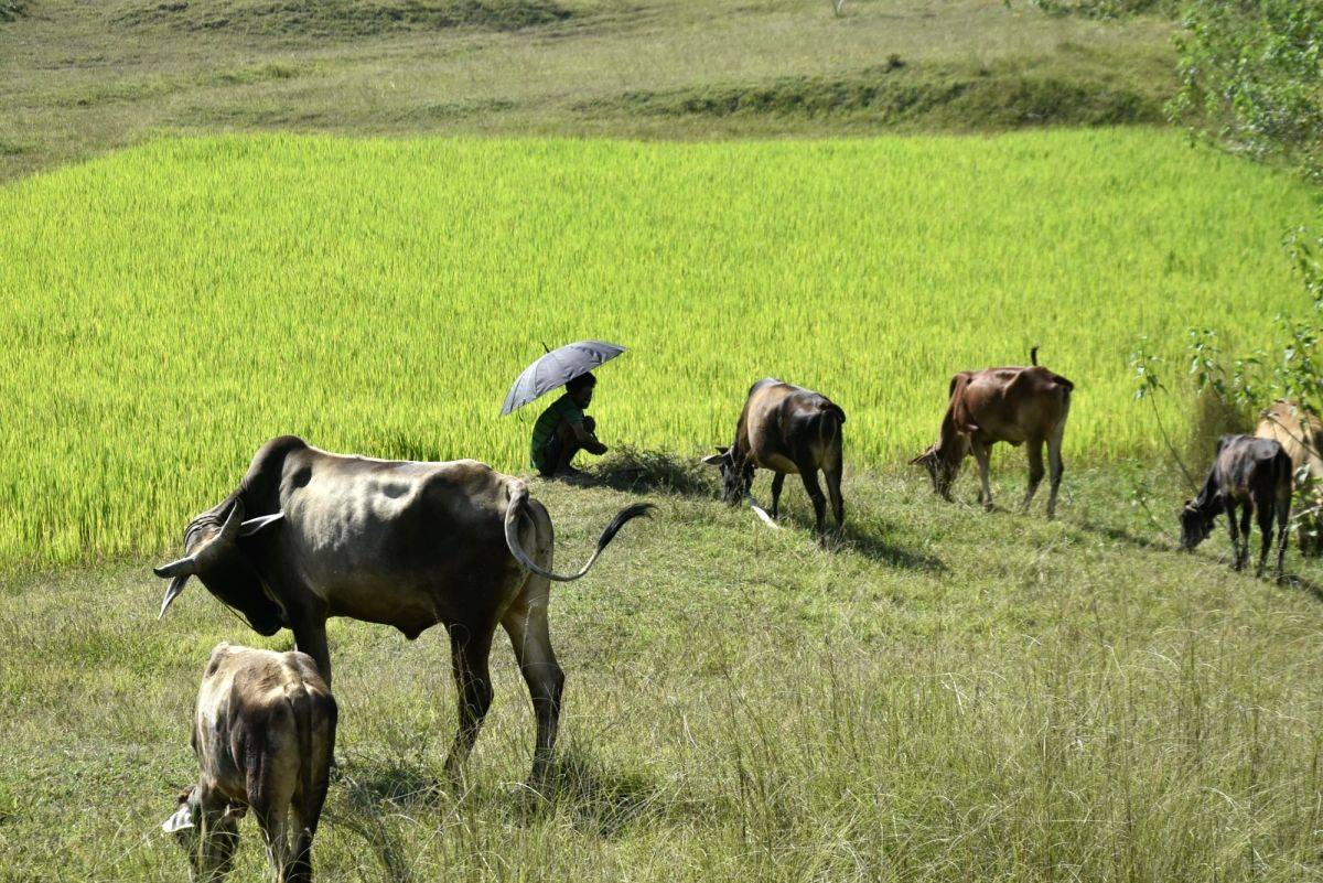 One killed in dispute over cattle grazing in UP - Vimarsana News