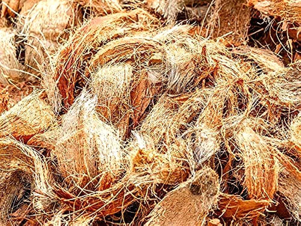 Central universities research says coconut coir has anti-cancerous qualities - Vimarsana News