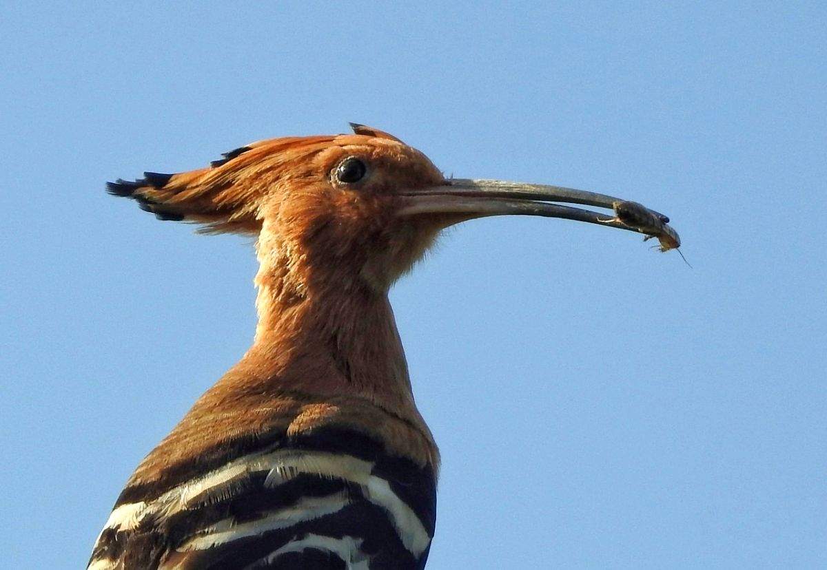 Nearly extinct, vulnerable species surface during TN bird survey - Vimarsana News