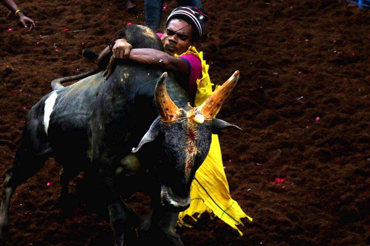 Advance life support ambulance turns saviour for jallikattu injured in TN - Vimarsana News