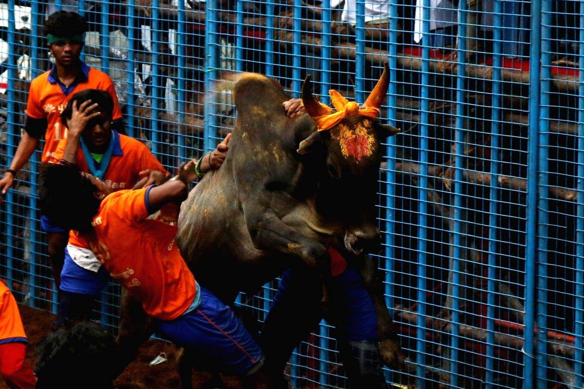 PETA India unhappy with SC verdict on Jallikattu - Vimarsana News