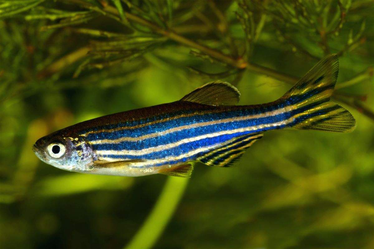 China to send zebrafish to space to study bone loss in astronauts - Vimarsana News