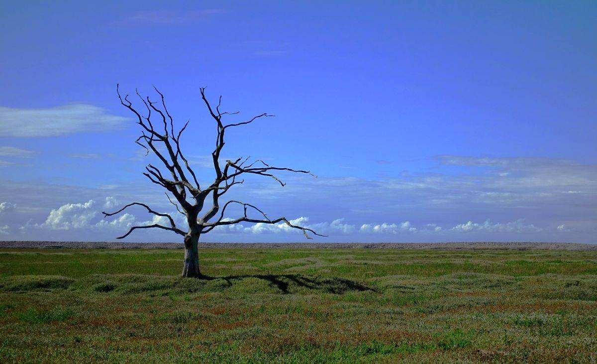Nations need to address risks of loss, damage from climate change: OECD - Vimarsana News