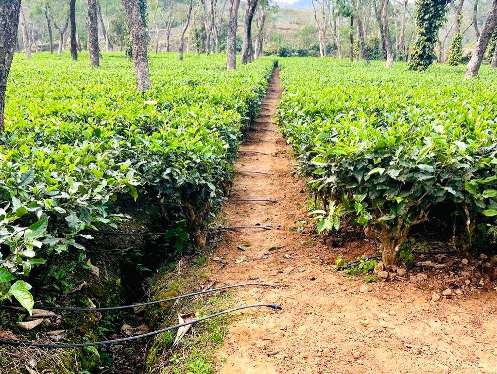 Climate change, global warming impacted tea plantation in Assam - Vimarsana News