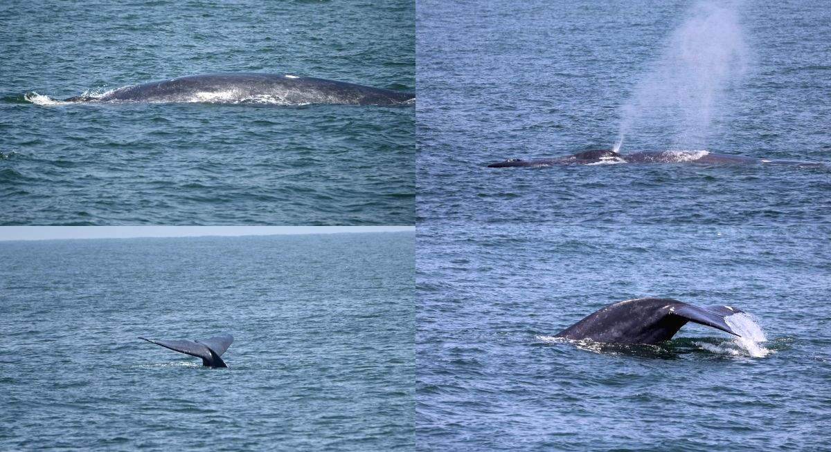 CMFRI embarks on 100-day coastal survey on marine mammals - Vimarsana News