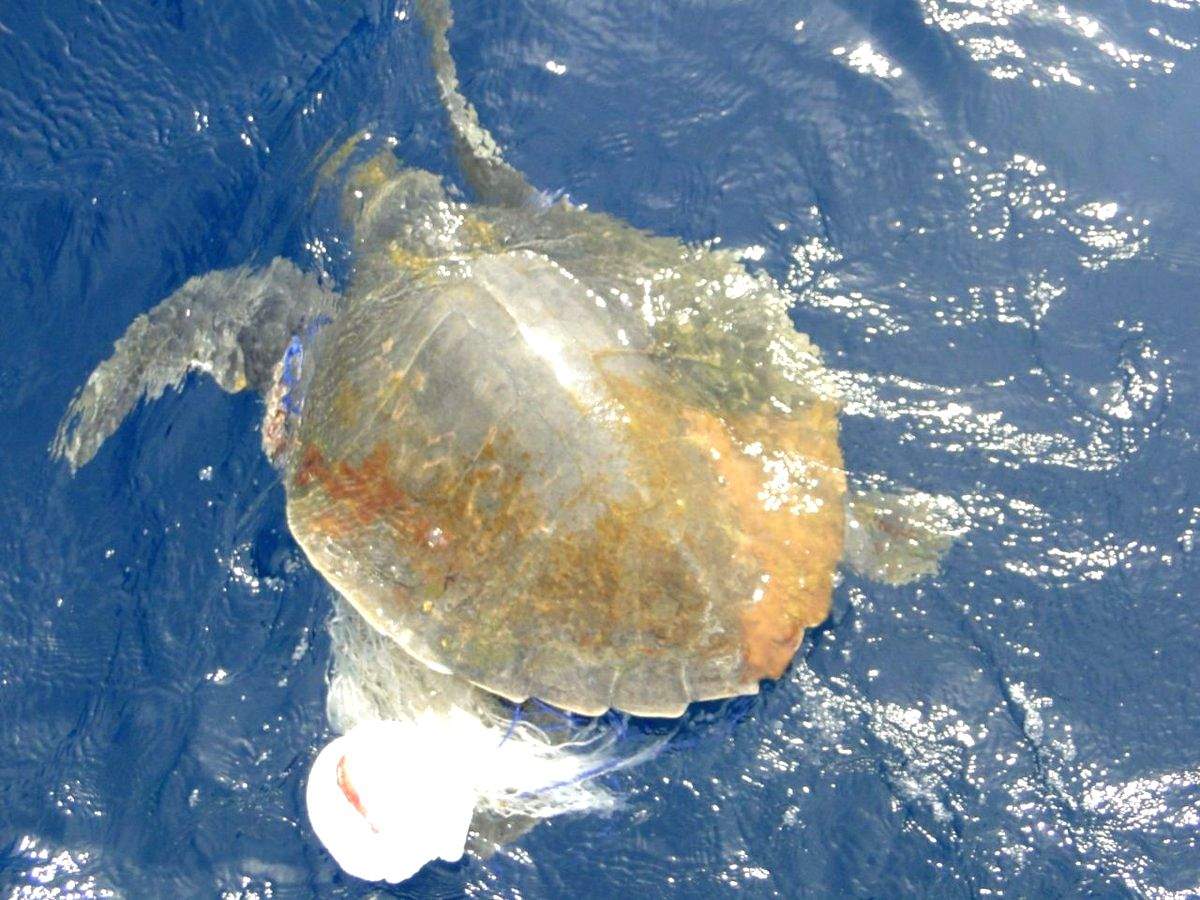 Odisha to impose 7-month fishing ban to protect Olive Ridley turtles - Vimarsana News