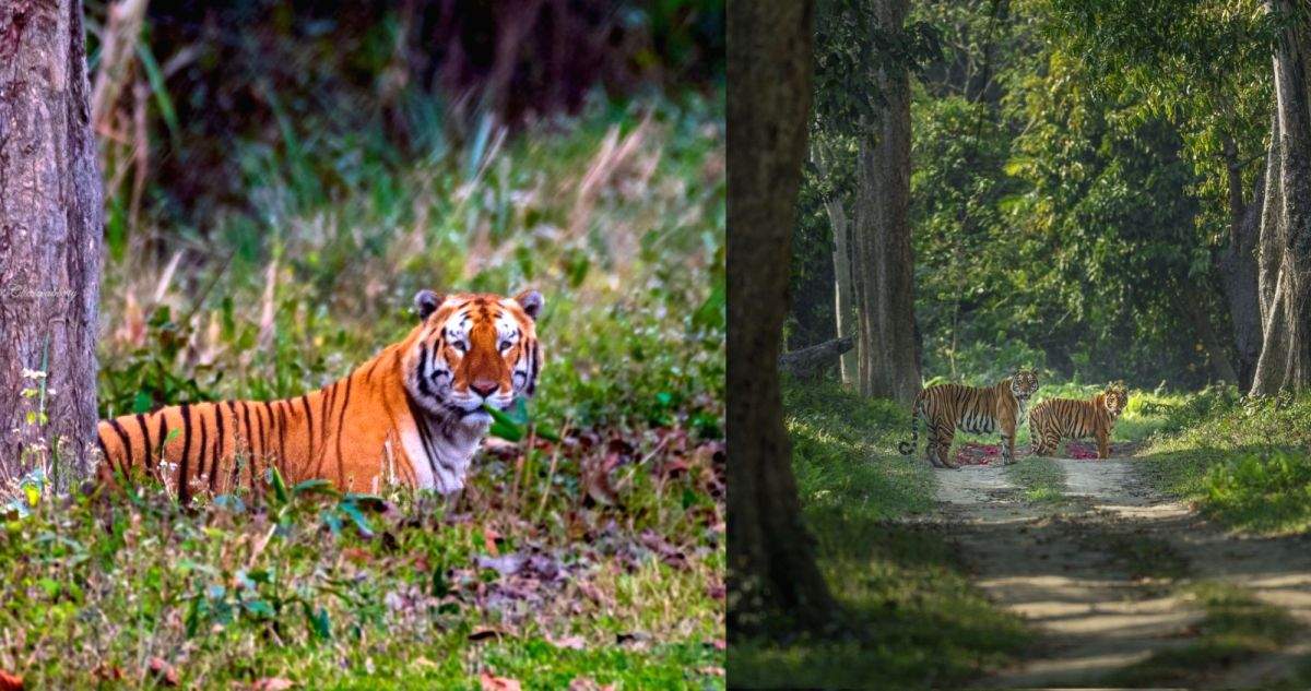 Conservation spinoffs: 8 reserves in NE benefit humans as much as tigers - Vimarsana News