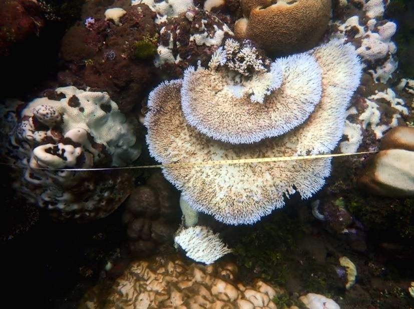 Coral reefs in Solomon Islands hit by bleaching - Vimarsana News