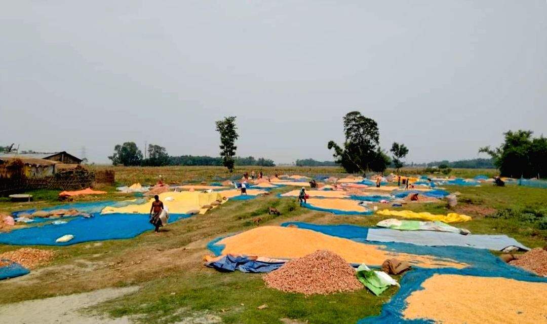 Corn farmers in Bihar caught in a maze of high input cost, low returns - Vimarsana News