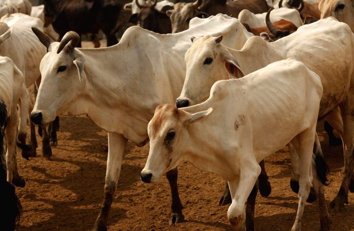 Slaughterhouse properties attached in K'taka district - Vimarsana News