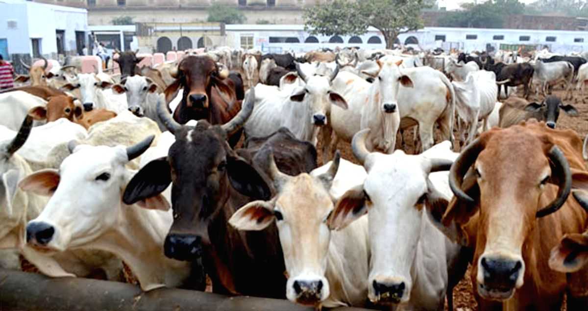 Animal husbandry startups offer hi-tech solutions to livestock sector - Vimarsana News