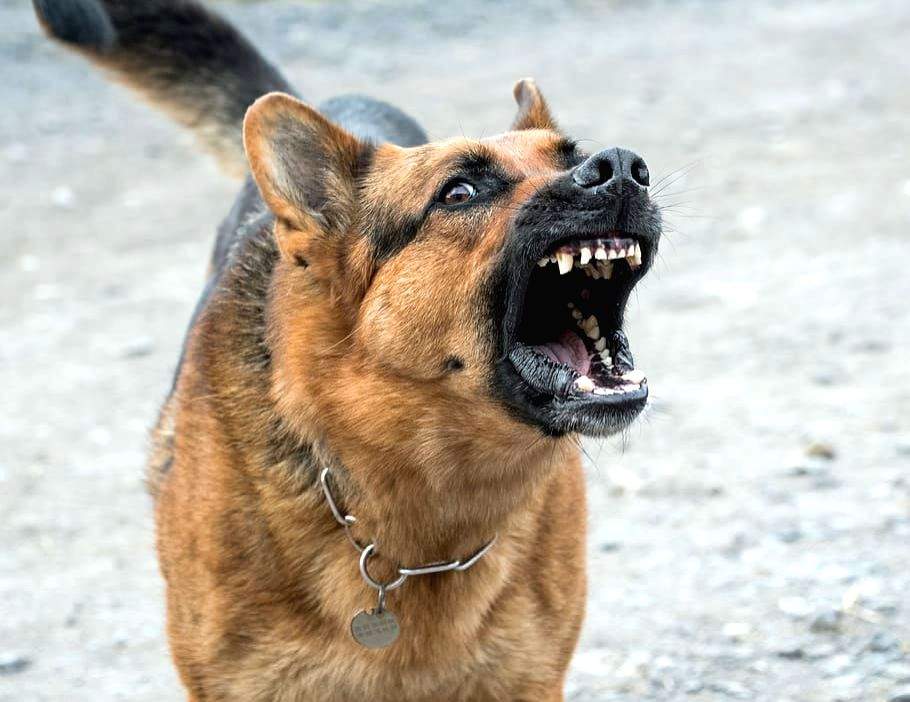 Pet dog attacks 2-year-old boy in Delhi - Vimarsana News