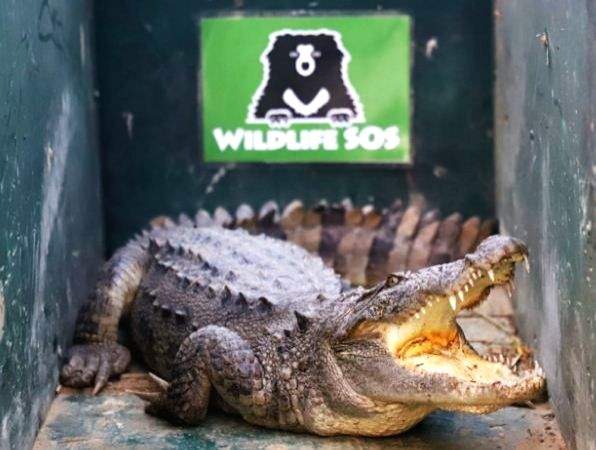 Crocodile wanders into UP village; caught and released - Vimarsana News