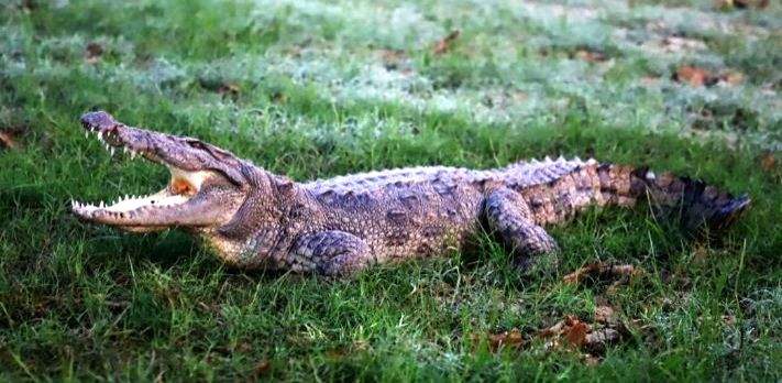 Woman killed in crocodile attack in Goa - Vimarsana News