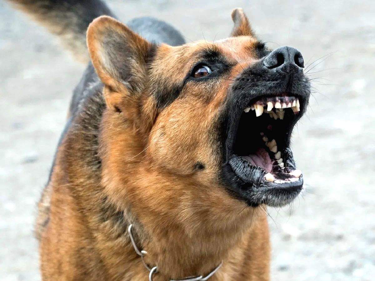 Customer's dog mauls delivery boy to death, case settled for Rs 5 lakh - Vimarsana News