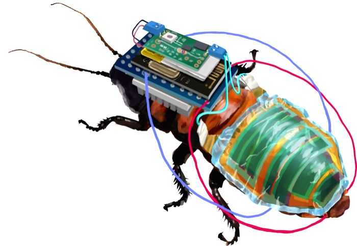 Cyborg cockroaches to soon help inspect hazardous areas near you - Vimarsana News
