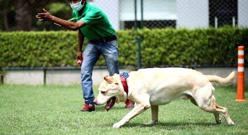 DCC Animal Hospital makes entry into PetTech - Vimarsana News