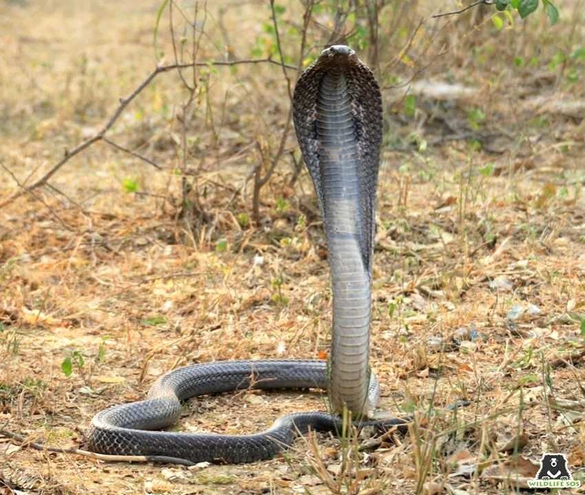 Cobra injured in UP, taken to Delhi in ambulance for treatment - Vimarsana News