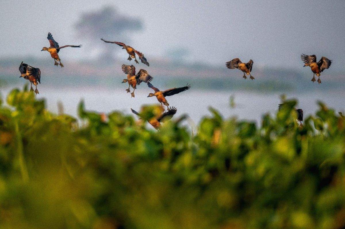 Deepor Beel records over 26,000 birds of 97 species - Vimarsana News