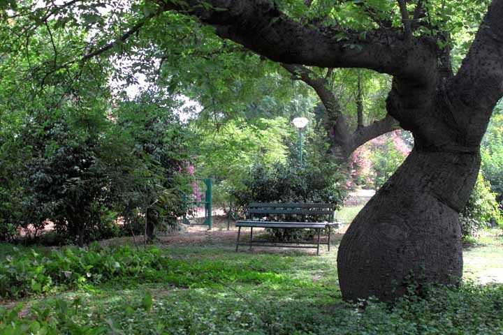 Delhi's green cover increases to 23% in 2 yrs: ISFR - Vimarsana News
