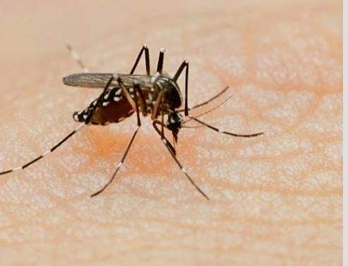 3 more Zika virus found in UP's Kanpur - Vimarsana News