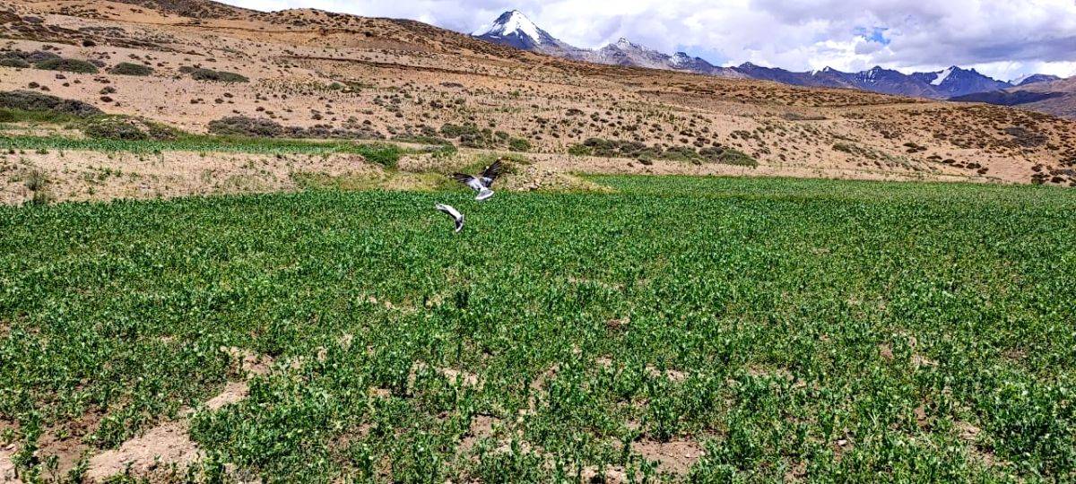 Disease-free peas from Himachal's Himalayan heights find takers across India - Vimarsana News