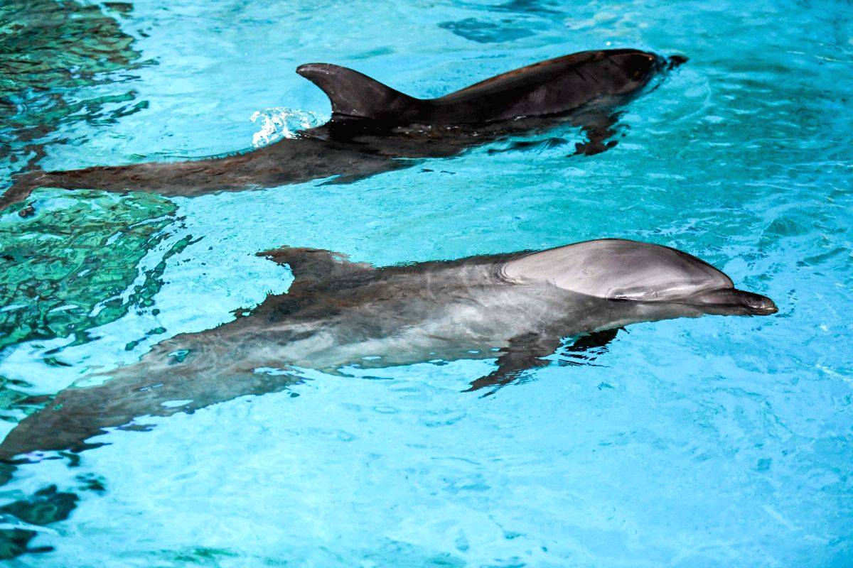 Oct 5 to be celebrated as 'National Dolphin Day' every year - Vimarsana News