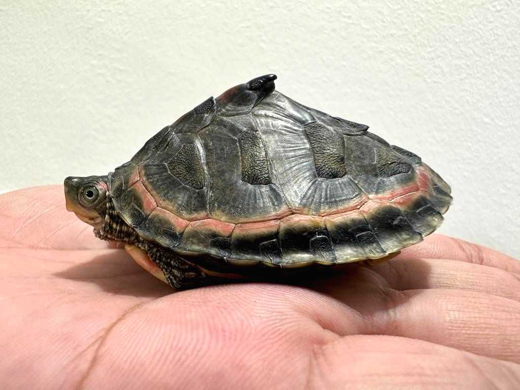 DRI rescues 955 baby Gangetic turtles - Vimarsana News