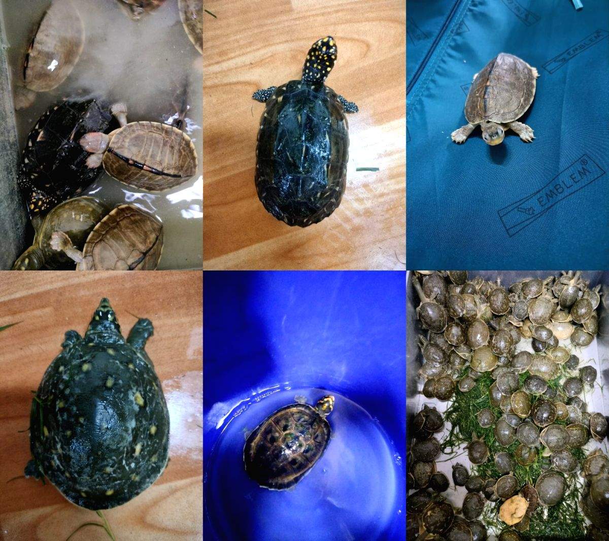 DRI rescues 955 baby Gangetic turtles; arrests 6 persons - Vimarsana News