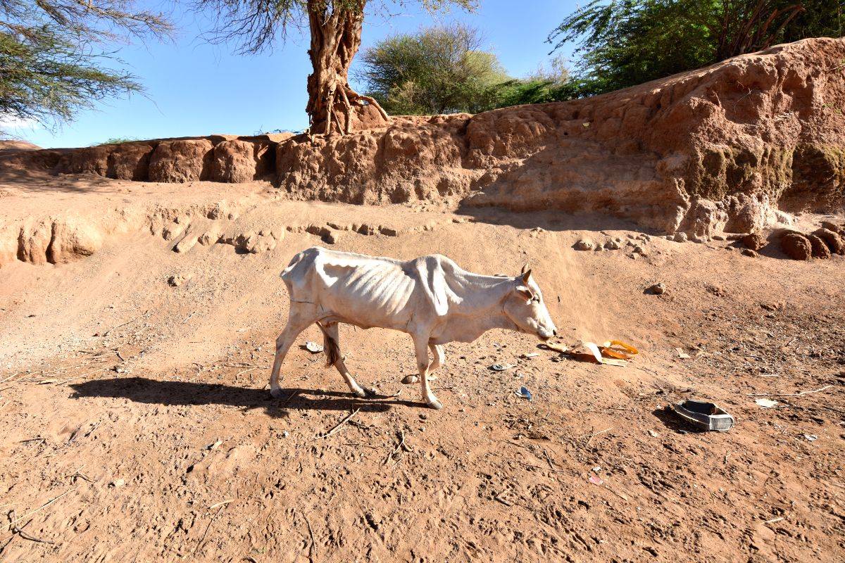 Drought kills 62,585 animals in Tanzania - Vimarsana News