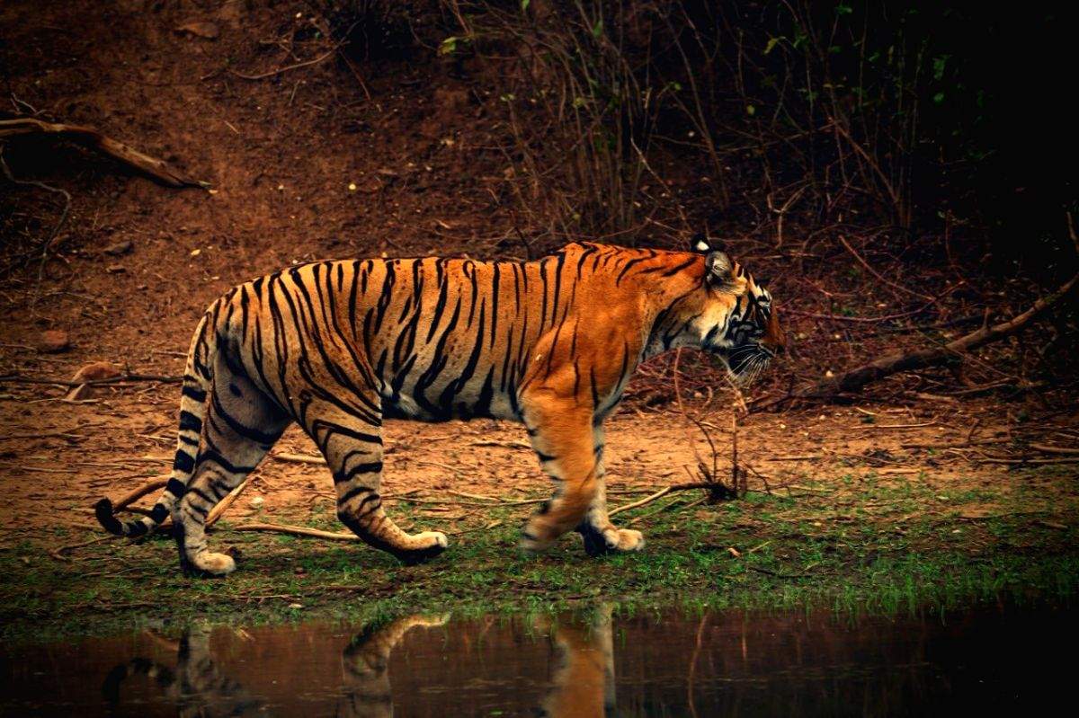 Tiger kills youth in Dudhwa Tiger Reserve - Vimarsana News
