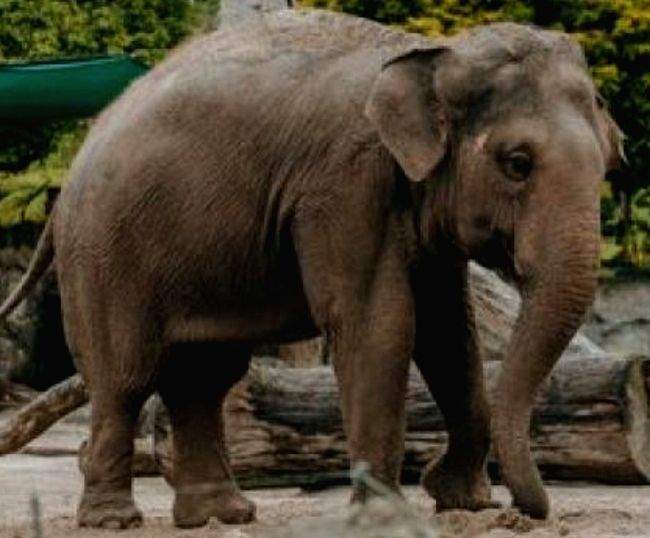 Odisha: Minor among two trampled to death by elephants in separate incidents - Vimarsana News