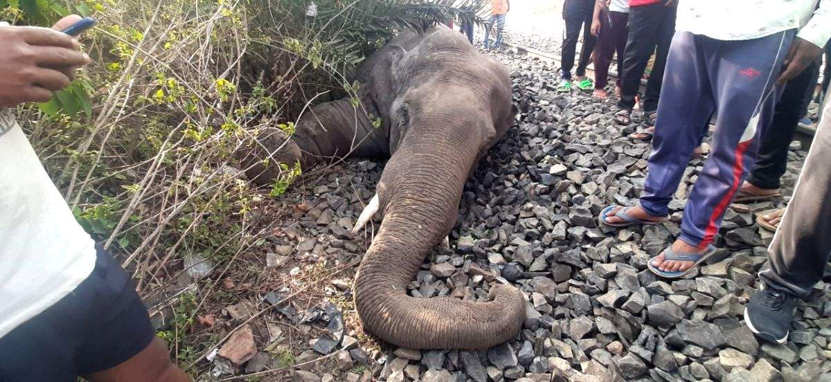 Elephant mowed down by speeding train in Assam - Vimarsana News